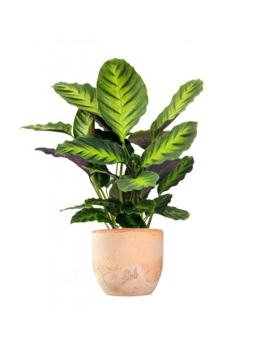 Calathea Green Shades