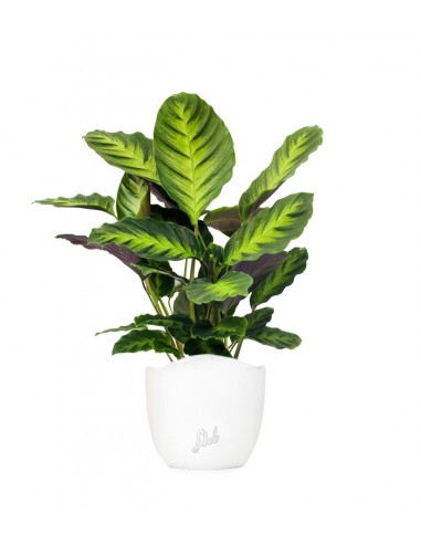 Calathea "Misto"