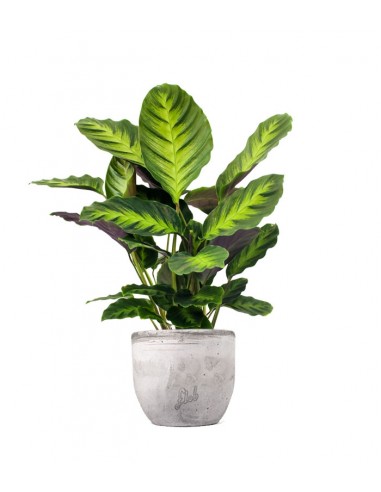Calathea "Misto"