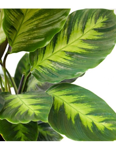 Calathea Green Shades