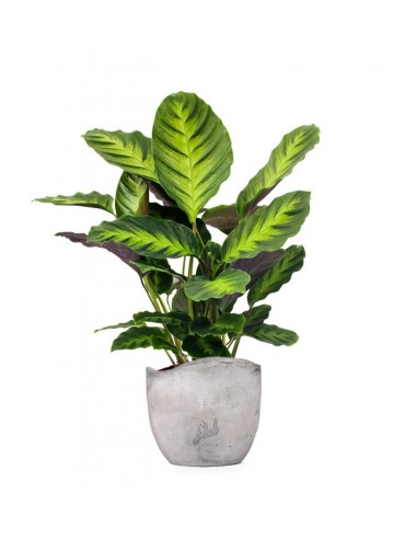 Calathea "Misto"