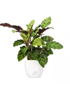Calathea Albertii