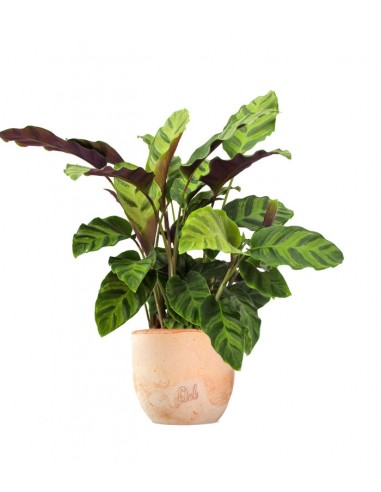 Calathea Albertii