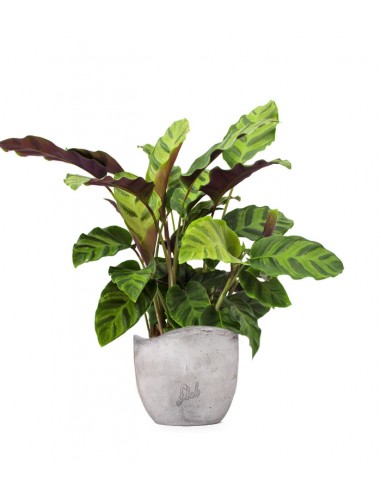 Calathea Albertii