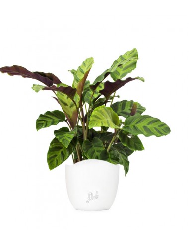 Calathea Albertii