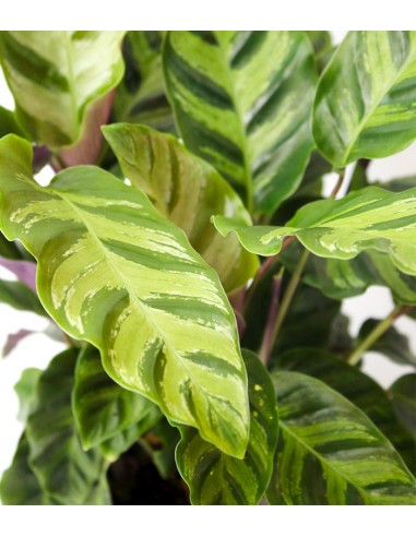 Calathea Albertii