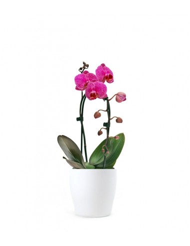 Orchidea Arco | Fiore fucsia