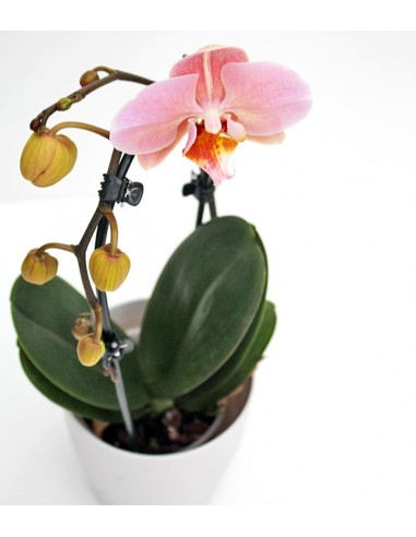 Orchidea Arco | Fiore rosa