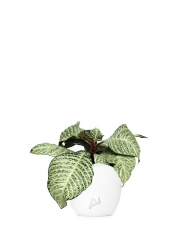Aphelandra White Wash