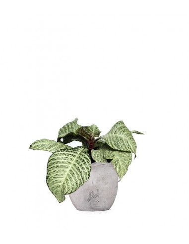 Aphelandra White Wash