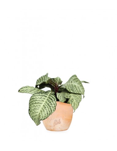 Aphelandra | Afelandra White Wash
