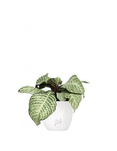 Aphelandra White Wash