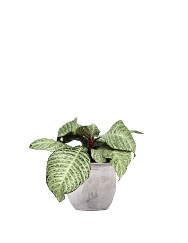 Aphelandra | Afelandra White Wash