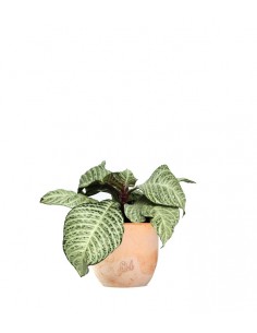 Aphelandra White Wash 2