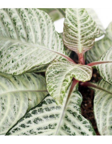 Aphelandra White Wash