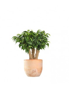 Ficus benjamin -  forest
