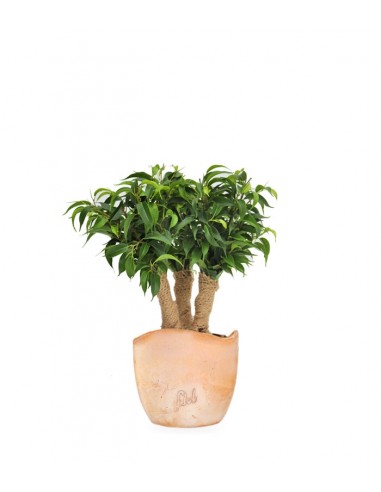 Ficus benjamin -  forest