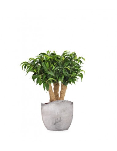 Ficus benjamin -  forest
