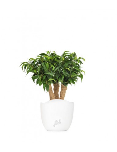Ficus benjamin -  forest