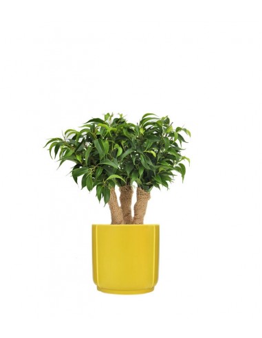 Ficus benjamin -  tronchetti