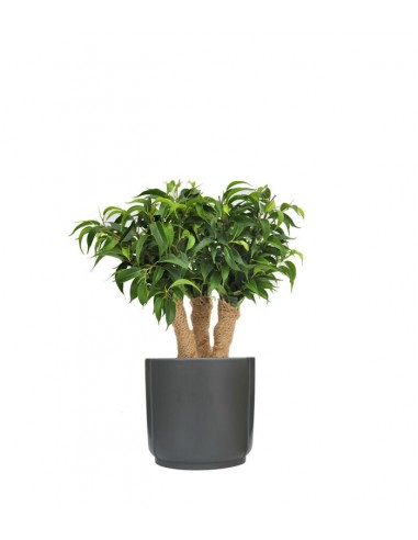 Ficus benjamin -  forest