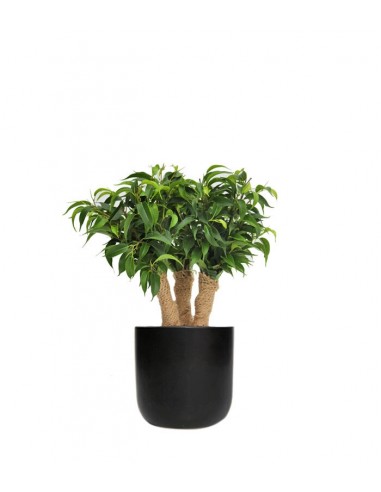 Ficus benjamin -  tronchetti