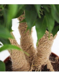 Ficus benjamin -  tronchetti 2
