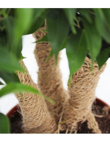 Ficus benjamin -  forest