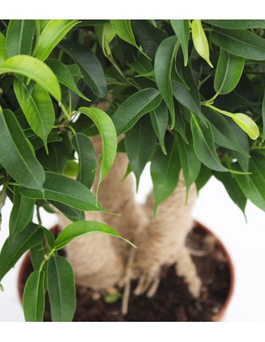 Ficus benjamin -  tronchetti