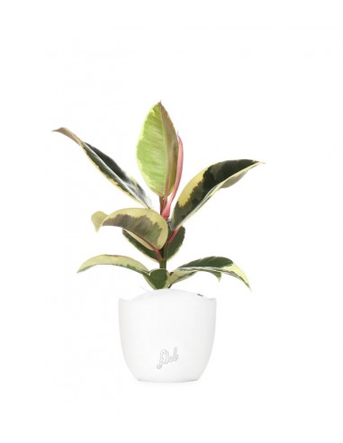 Fico del caucciù - Ficus Tineke
