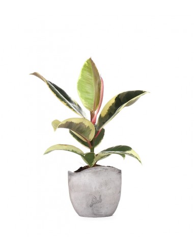 Fico del caucciù - Ficus Tineke
