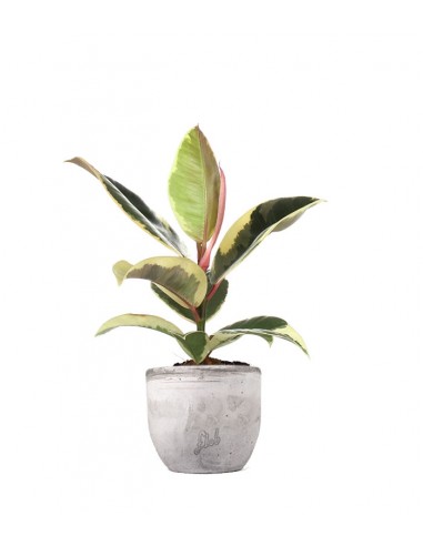 Fico del caucciù - Ficus Tineke