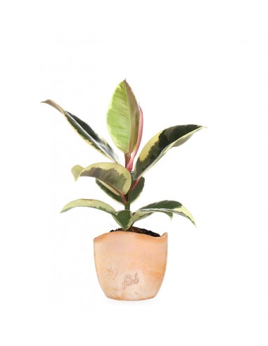Fico del caucciù - Ficus Tineke