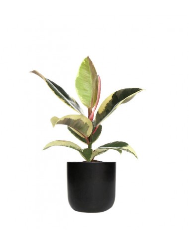 Fico del caucciù - Ficus Tineke