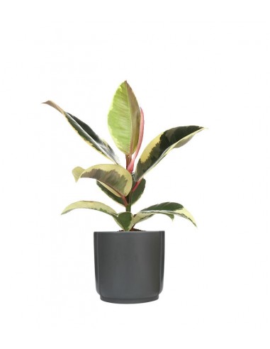 Fico del caucciù - Ficus Tineke