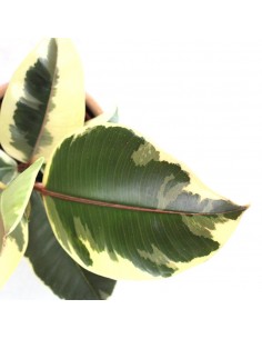 Fico del caucciù - Ficus... 2
