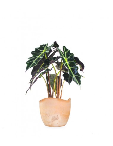 Alocasia