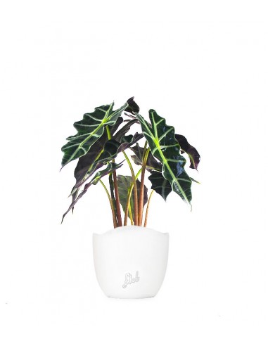 Alocasia