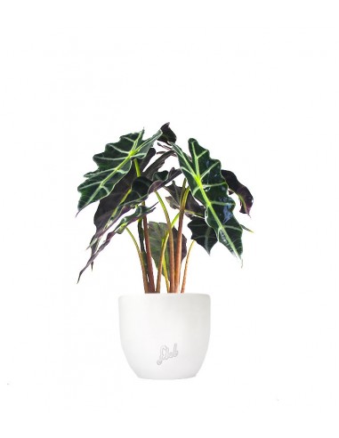 Alocasia