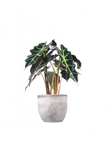 Alocasia