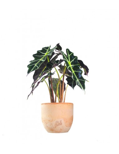 Alocasia