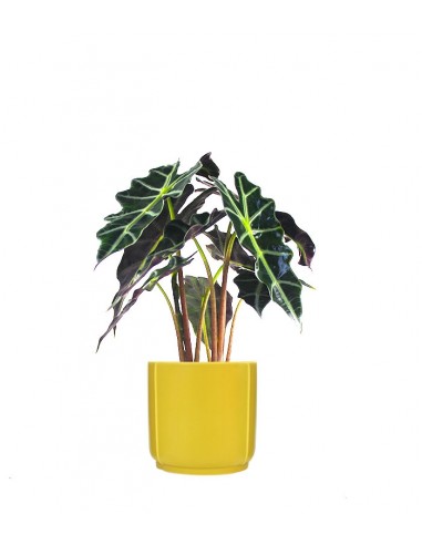 Alocasia
