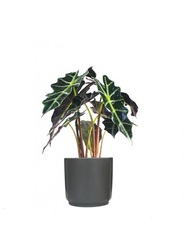 Alocasia