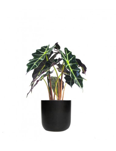 Alocasia