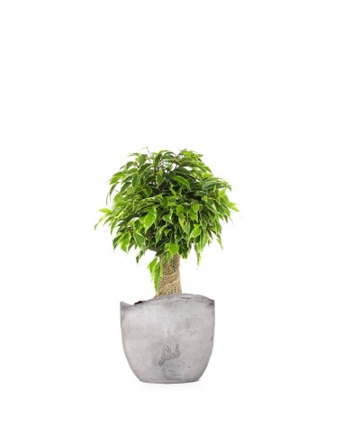 Ficus benjamin -  tronchetto