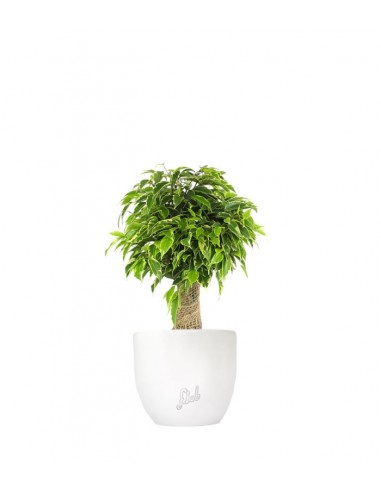 Ficus benjamin -  tronchetto