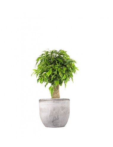 Ficus benjamin -  tronchetto