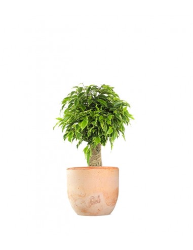 Ficus benjamin -  tronchetto