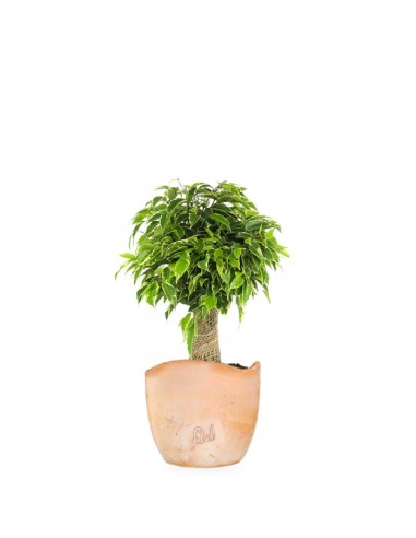 Ficus benjamin -  tronchetto