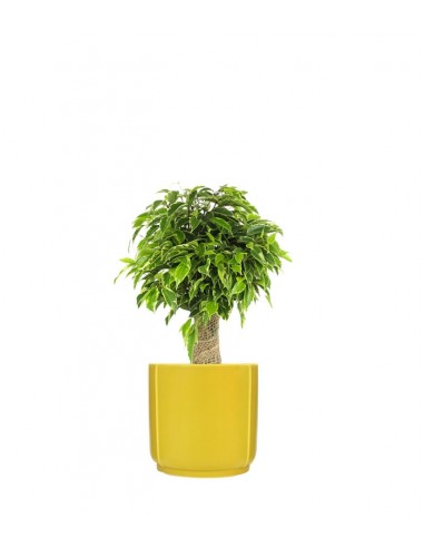 Ficus benjamin -  tronchetto
